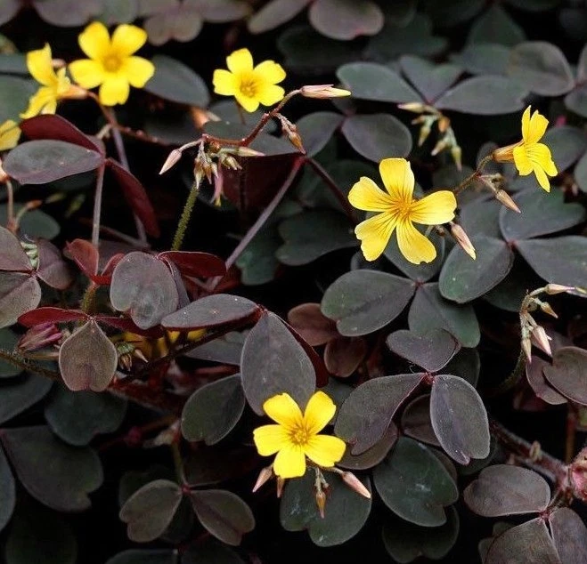 3 Purple Oxalis Yellow Shamrock Iron Cross Lucky Plant Clover ORGANIC Non-GMO
Opens in a new window 