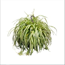 Live Spider Plant Chlorophytum Comosum Plant AirPlant in 11 In Hanging Basket
