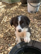 Border Collies In Ilarwill 2463 Nsw Dogs Puppies Gumtree