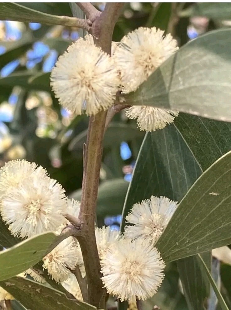 25 AUSTRALIAN BLACKWOOD TREE Black Acacia Melanoxylon Wattle