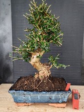 bonsai  olivastro   h 43 cm visita il negozio