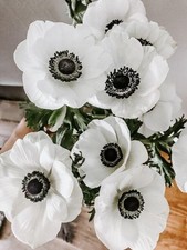 Anemone White Imported Flower Bulbs Pack of 2 bulbs