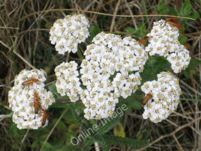 Photo 6x4 Soldier beetles on yarrow Earlsferry These flowers seem to be a c2009