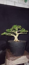 Real Picture Bonsai Premna Microphylla  Bonsai Tree  Bonsai Premna Mame