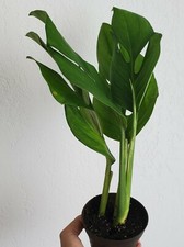 Monstera Pinnatipartita Rare Exotic Houseplant Fully Fenestrated Leaves