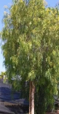 California Pepper Tree Seeds 10