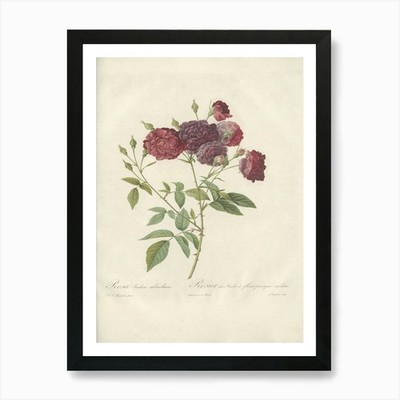 Rose Illustration, Pierre Joseph Re gerahmtes Wandbild Poster Leinwanddruck Bild