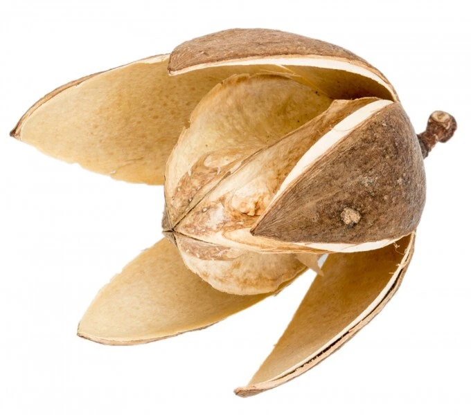 NaDeco lirio silvestre natural, aprox. 6 cm | Soymida febrifuga | Flores secas | Decoración natural