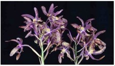 Lc Aerial Explosion C. Jalapa X L. lyonsii SPIKING Orchid Eros HYBRID 7  Pot