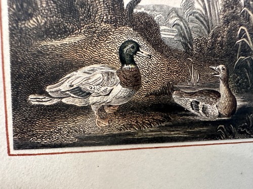 Antique Etchings, Duck Hunting (2), Framed & Matted, "Mancheron", 9" x 12" - Picture 11 of 17