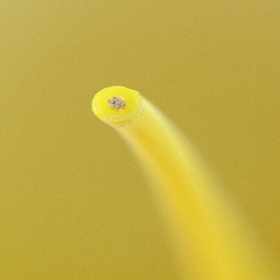 ЛОТ из 1200+ ФУТОВ Teledyne Желтый Серебристый Медный Многожильный 26AWG 6145008219039 - Изображение 4 из 4