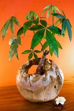 Vaso In Legno Di Radice 30Cm Teak Per Orchidee Decorazione