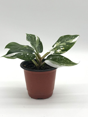 Rare Philodendron White Princess   Variegated Aroid Collector Plant   4  Pot