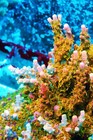 Voodoo Majick Acropora Frag Zoanthids Zoa Paly SPS LPS Corals, WYSIWYG — photo 2