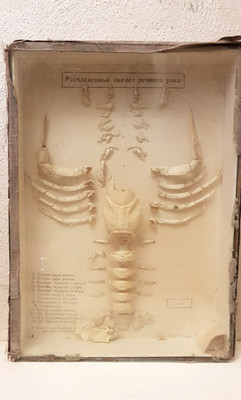 Antique Anatomical Model of a Dismembered Crayfish Skeleton. 1930s-40s