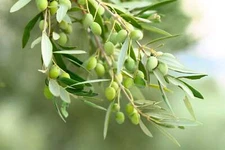 15 EUROPEAN OLIVE TREE Olea Europaea Edible Common Green Black Fruit Seeds
