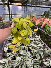 Philodendron Lemon Lime Cordatum | Vibrant long vines in 6" Pot