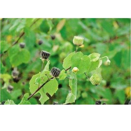 Malva Abutilon indicum, Abutilon - 50 semillas - Imagen 6 de 8