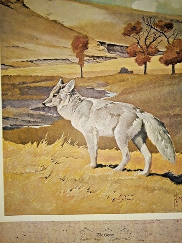 Vintage 1946 HC "Outdoor Life" Gallery of N. American Game 15"T x 11"W, 141 pg. - Bild 8 von 10
