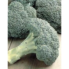 Broccoli Packman F-1 Hybrid BULK Great Vegetable 500 Seeds