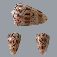 Conus zeylanicus, Dar es Salaam, Tanzania, 51.2 mm, SELECTED