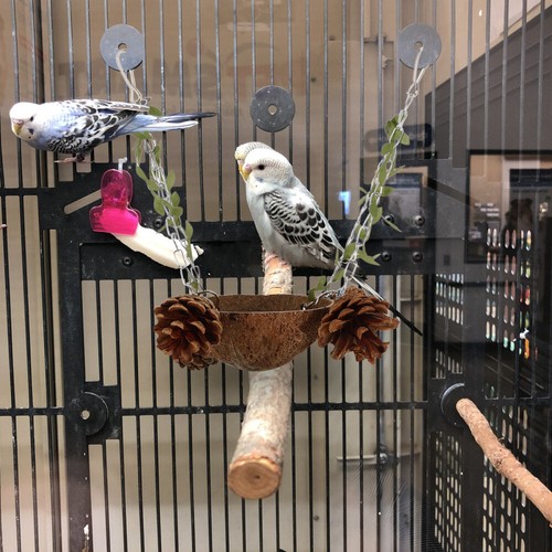 5 stücke Vogel Hängen Nest Schaukel Bett Papagei Ruhen Hängen Kokosnüsse Shell - Bild 7 von 12
