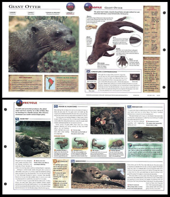 Fold-Out Sheet - Giant Otter - 190