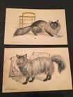 2 Cat Postcards Blue Tom from Thibet & Long Hair Smoke Angora Tom