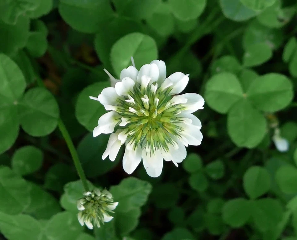 Trebol Blanco Enano (20 g / 40.000 semillas) Trébol Trifolium repens Abono Verde - Imagen 2 de 2