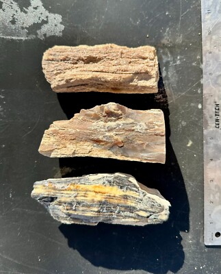 petrified wood limbs 3 piece parcel, rough Utah petrified wood lot 3 lbs