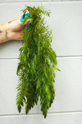 Hornwort Aquatic Plant   Easy Care, Live Freshwater Bunch for Fish Tanks & Ponds