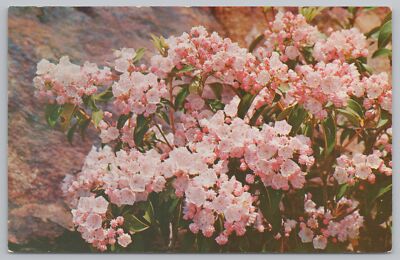 Flowers~Mountain Laurel In Full Bloom Southern Mts~Vintage Postcard