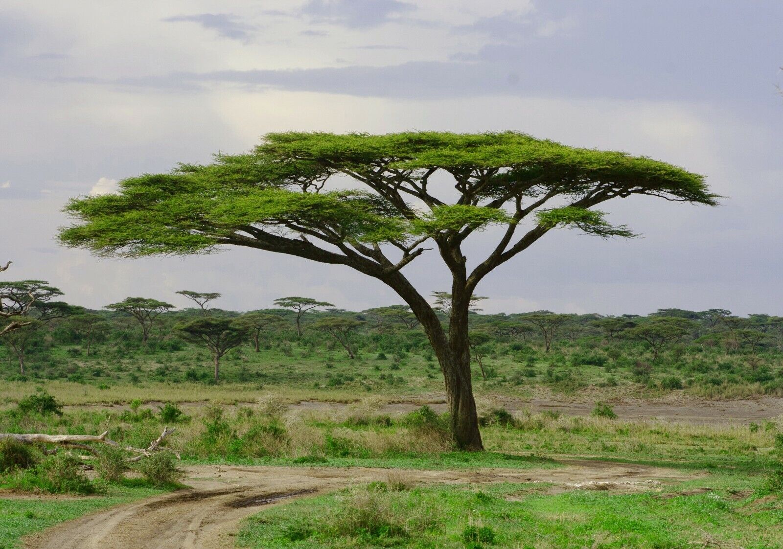 Acacia tortilis / Vachellia tortilis