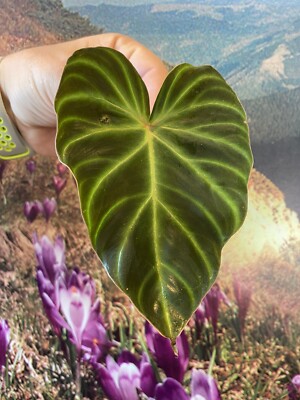 plant v VEGAIN V-POWER Plant-Based Protein