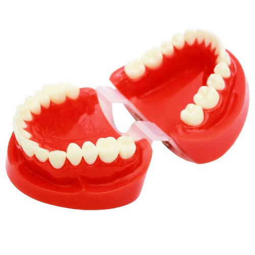 Dental 1:1 Tooth Upper / Lower Jaw Adult Standard Teeth Model Study Teach - Picture 10 of 11