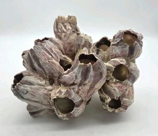 Natural Purple Acorn Barnacle Cluster Seashell Nautical 760 Grams 7"Wx7"Lx6"T