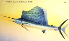 1940s SAILFISH GULF STREAM FLORIDA UNPOSTED DIVIDED LINEN TICHNOR BROS. POSTCARD