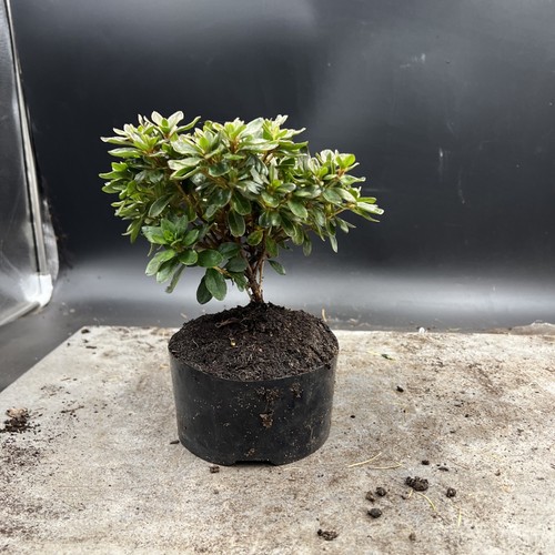 Shohin   Japanese Azalea Bonsai Tree - Picture 12 of 12