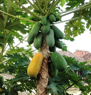 Papaya Seedss var. Red Sun 150 pcs (Carica papaya) Red Papaya