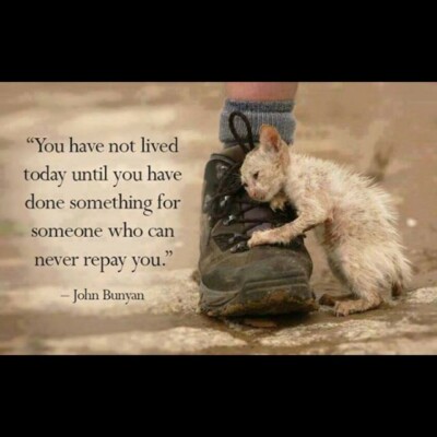 Motivational   cat magnet 3 1/2 X 3 1/2 ''
