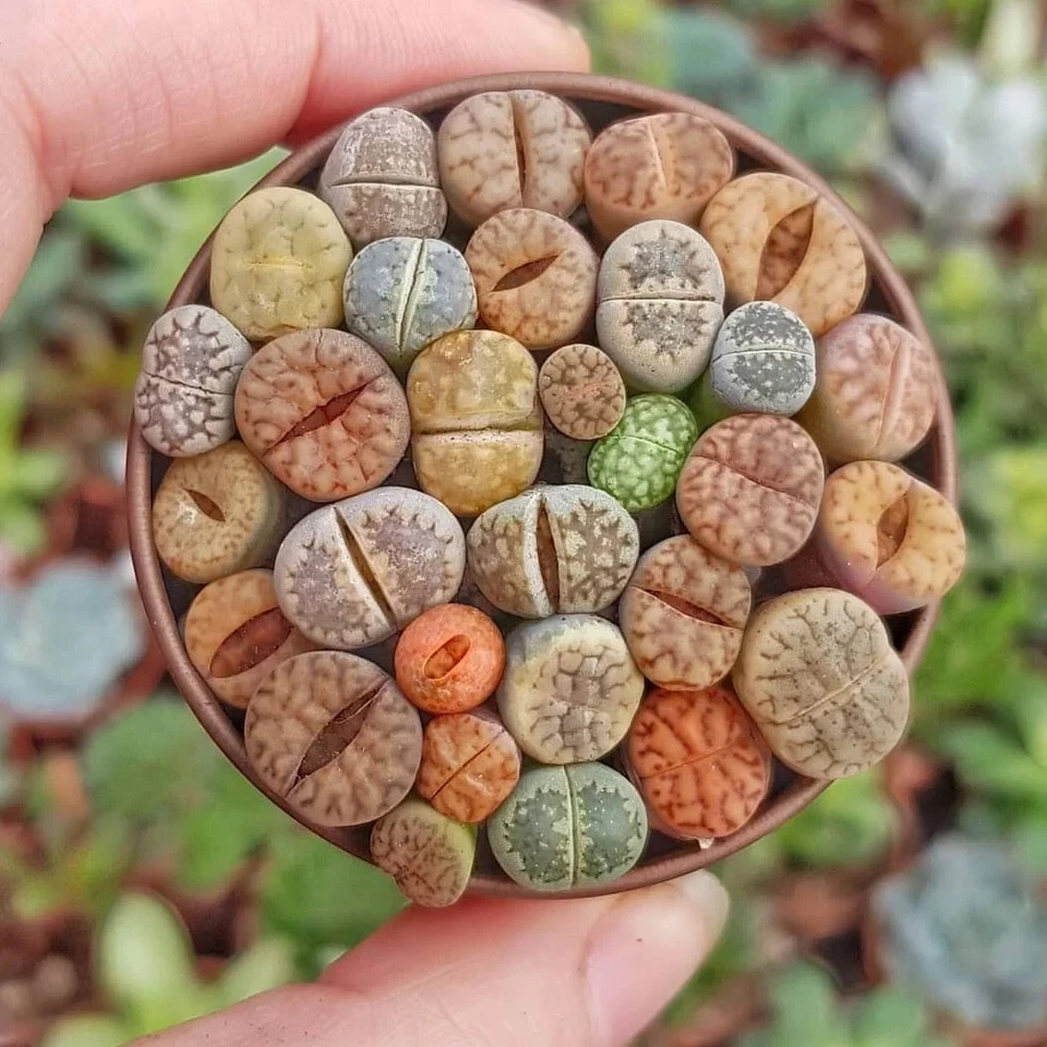 Lithops Mixed Seeds x 50 Succulent Seeds Living Stones Seeds 50 Varieties UK - Image 2 of 2