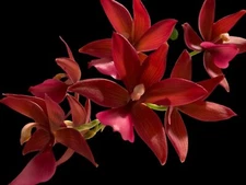 Fragrant Cycnodes Wine Delight FCC/AOS (3.5” Pot)