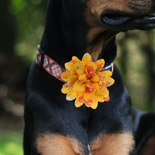 10 Piezas Flor Decoración Disfraz Flores Mascota Collar Cachorro Accesorios de Acicalamiento