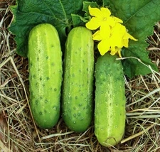 Wisconsin SMR58 Pickling Cucumber Seeds | Virus Resistant Top Producer Seed 2025