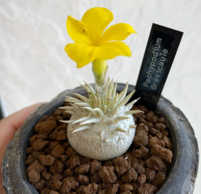2CM Succulent Cactus Plant Pachypodium Brevicaule Densiflorum Home Garden Rare