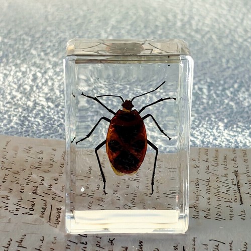 1pc Resin Real Insects Specimens Colorful Bugs Cricket Shrimp Beetles Ornaments - Foto 12 di 17