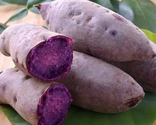 10 Sweet Potato Slips, Fresh Cuttings Ready To Plant 4 variety - Picture 3 of 8