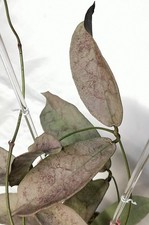 Hoya mitrata  Silver Pearl/ Pearl Gold 