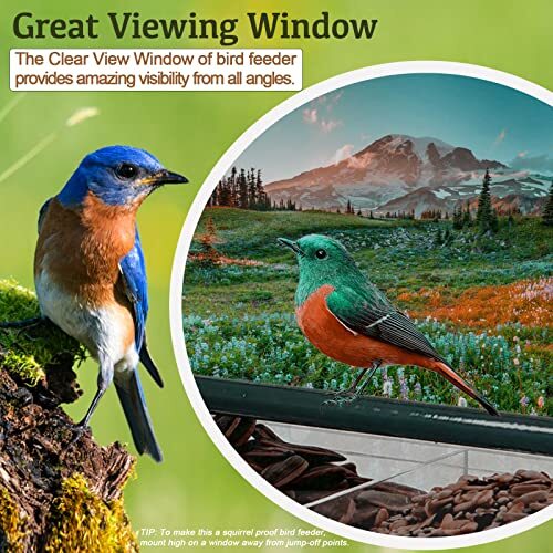 Window Bird Feeder with 4 Strong Suction Cups, Clear and Acrylic House - Picture 5 of 7