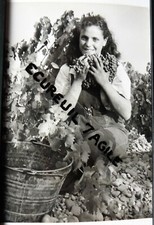 PHOTO presse 1961 vendangeuse en vignoble méridional vendange R635